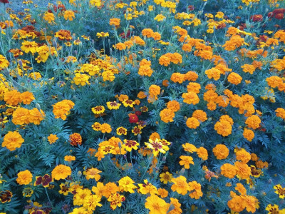 Tagetes.jpg