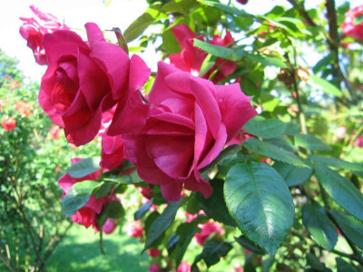 volksgartenpinkblueten1.jpg