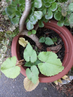 beimischungaeonium.jpg