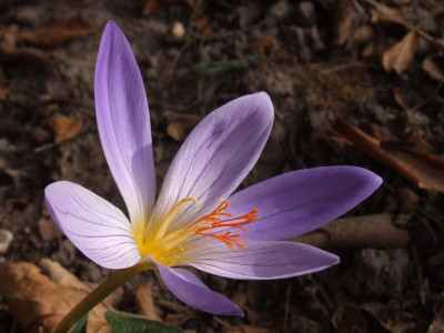 DSCF5696.JPG
