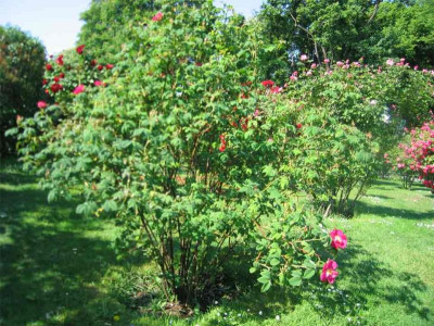 volksgartenpinkeinfach.jpg