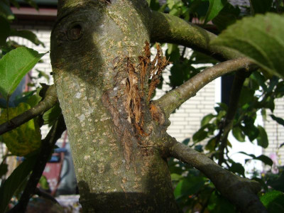 Gelber Bellefleur Baumschaden 3.JPG