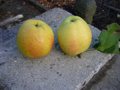 Gelber Bellefleur Frucht 1.JPG