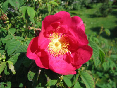 volksgartenpinkeinfachbl.jpg