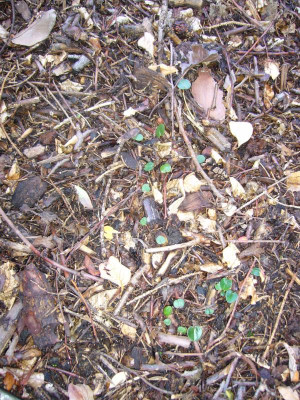 Cyclamen Sämlingsstraße.JPG