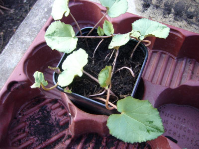 Cyclamen 1.JPG
