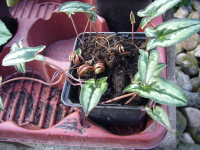 Cyclamen 2.JPG