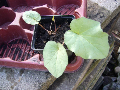 Cyclamen 3.JPG