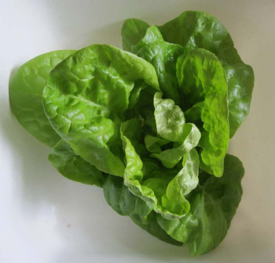 Wintersalat1.jpg