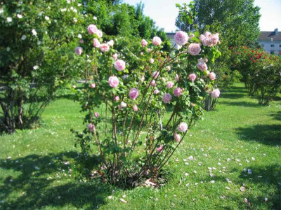 volksgartenrosaalt.jpg