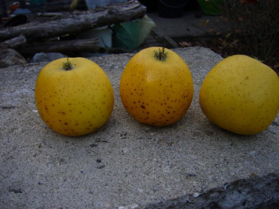 Ananasrenette Frucht.JPG