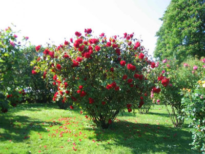 volksgartenrot.jpg