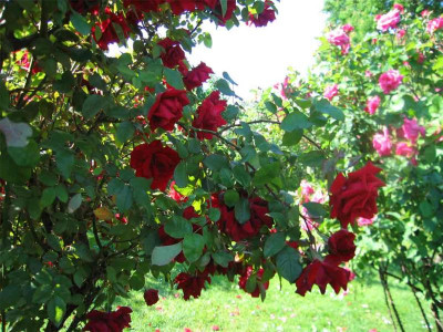 volksgartenrotblueten.jpg