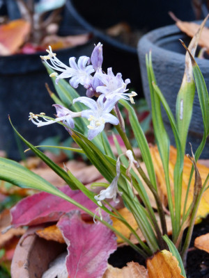2018-10-22 Hosta 'Kogarashi Giboshi'.jpg
