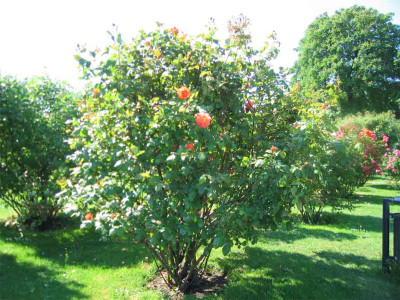 volksgartenorange.jpg