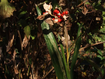 DSCF5700.JPG