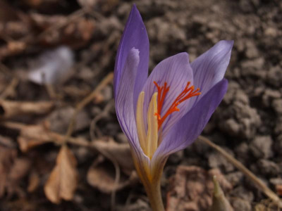 DSCF5698.JPG