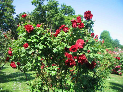 volksgartenrot.a.jpg
