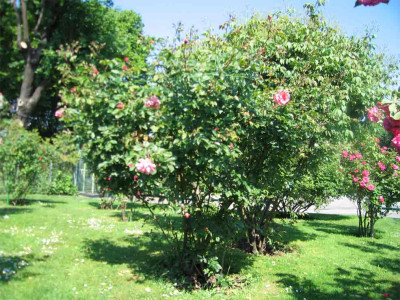 volksgartenrosagefuellt.jpg