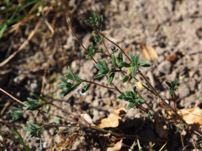 Helianthemum sulfurem PA210125.JPG