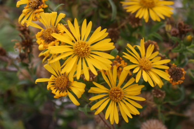 Gelbe Herbstaster.JPG