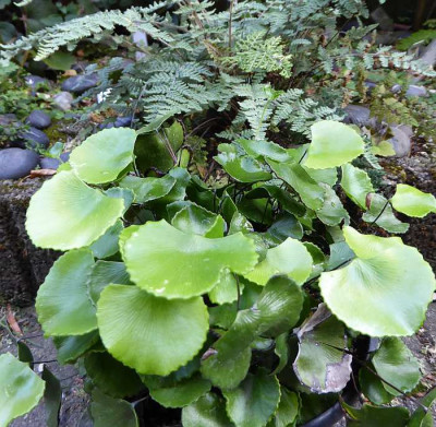 Adiantum reniforme  ...   17.10.18 020.jpg