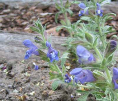 Salvia_pisidica_20070507.jpg