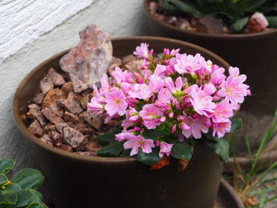 Lewisia PA240122.JPG