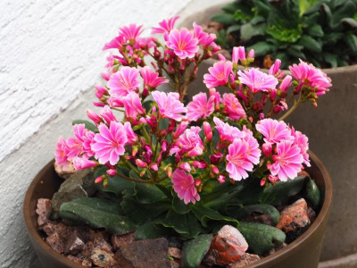 Lewisia PA240123.JPG