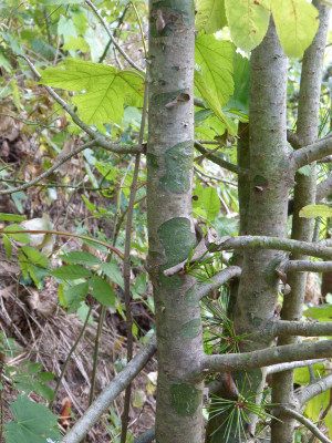 2018-10-07 Pinus bungeana.jpg