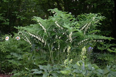 IMG_2596_ePolygonatum_commutatum.JPG