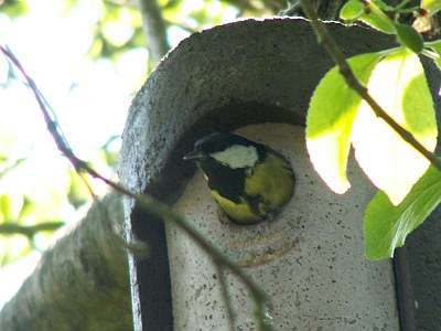 Kohlmeise-05-07.jpg