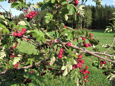 sorbus.img.JPG