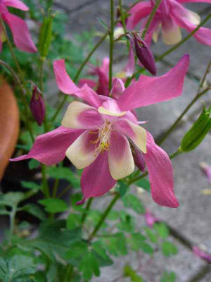 april_23akeleineurosa.jpg
