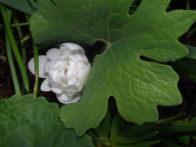 Sanguinaria_canadensis_gefullt.jpg
