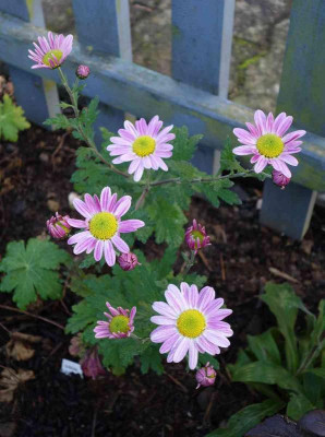 Chrysanthemum-Hebe.14-1.jpg