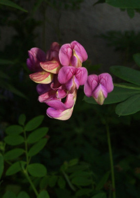 Lathyrus_niger.jpg