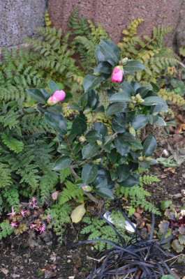 DSC_7095.JPG