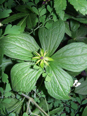 Paris_quadrifolia_quinquefolia.jpg