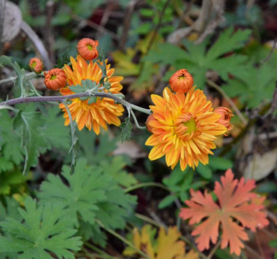 Chrysanthemum-Sämling-orange.18-2.jpg