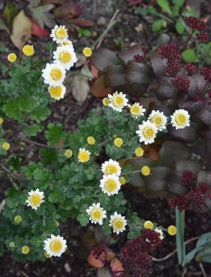 Chrysanthemum-Camilla.18-1.jpg