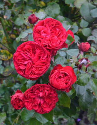 Rose-RedLeonardo.18-1.jpg