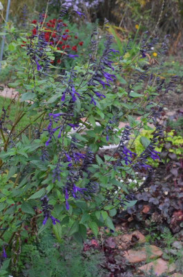 Salvia-Amistad.18-8.jpg