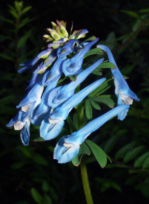 Corydalis_elata_x_cashmeriana.jpg