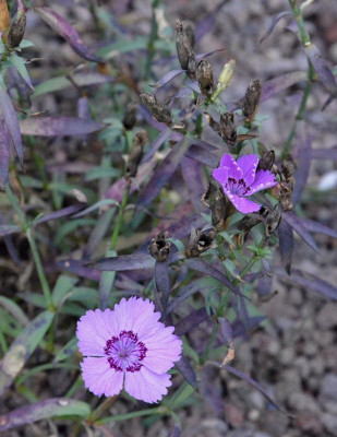 Dianthus_amurensis.18-4.jpg