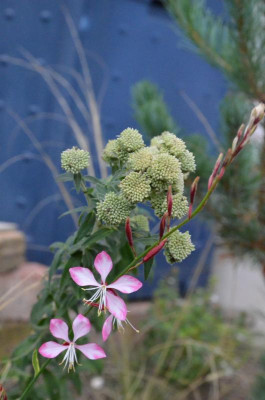 Gaura_lindheimeri_Emotions.18-2.jpg