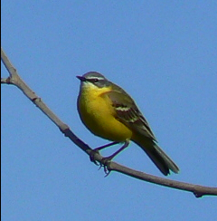 Welcher_Vogel_07_05_06_6.jpg
