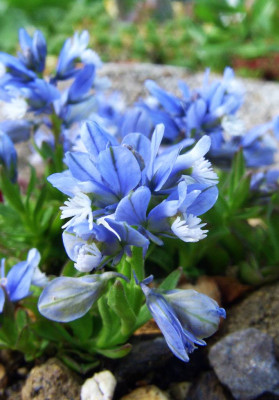 Polygala_calcarea_07-02.jpg