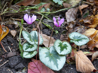 2018-10-26 Cyclamen purpurascens.jpg