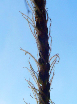 Plantago_coronopus.jpg